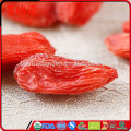 Comprar goji berry goji berry comprar goji berry growing